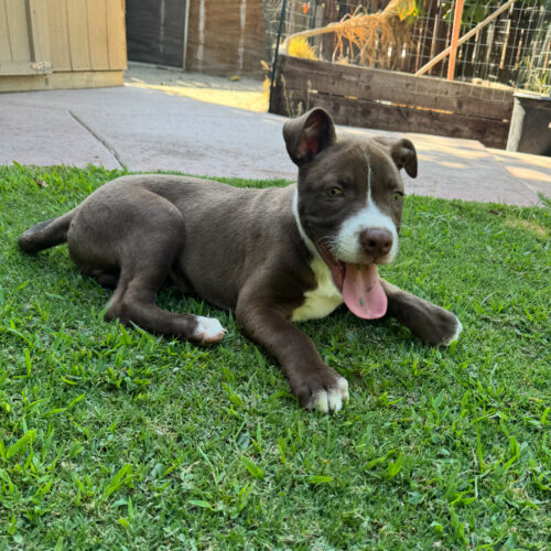 Gus