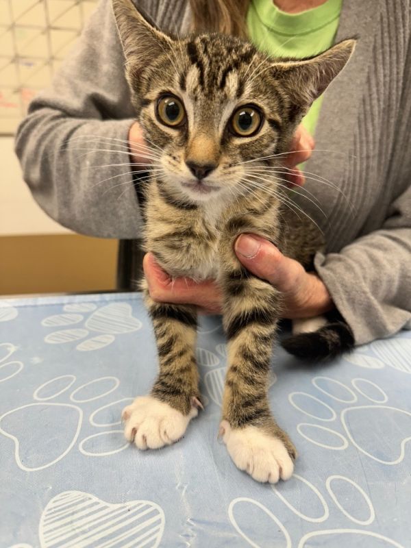 Tailblazer thumbnail 2