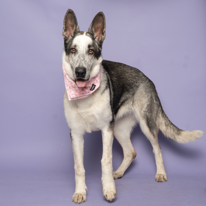 Helia, an adoptable Siberian Husky, Mixed Breed in Caldwell, ID, 83607 | Photo Image 1