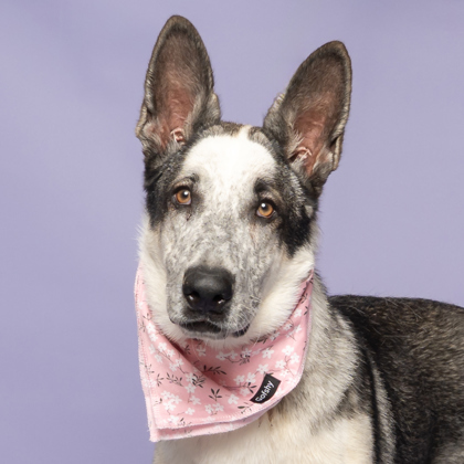 Helia, an adoptable Siberian Husky, Mixed Breed in Caldwell, ID, 83607 | Photo Image 2