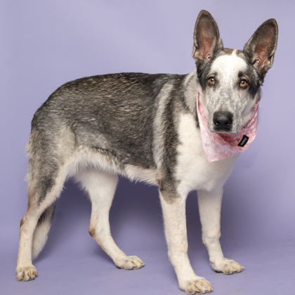 Helia, an adoptable Siberian Husky, Mixed Breed in Caldwell, ID, 83607 | Photo Image 3