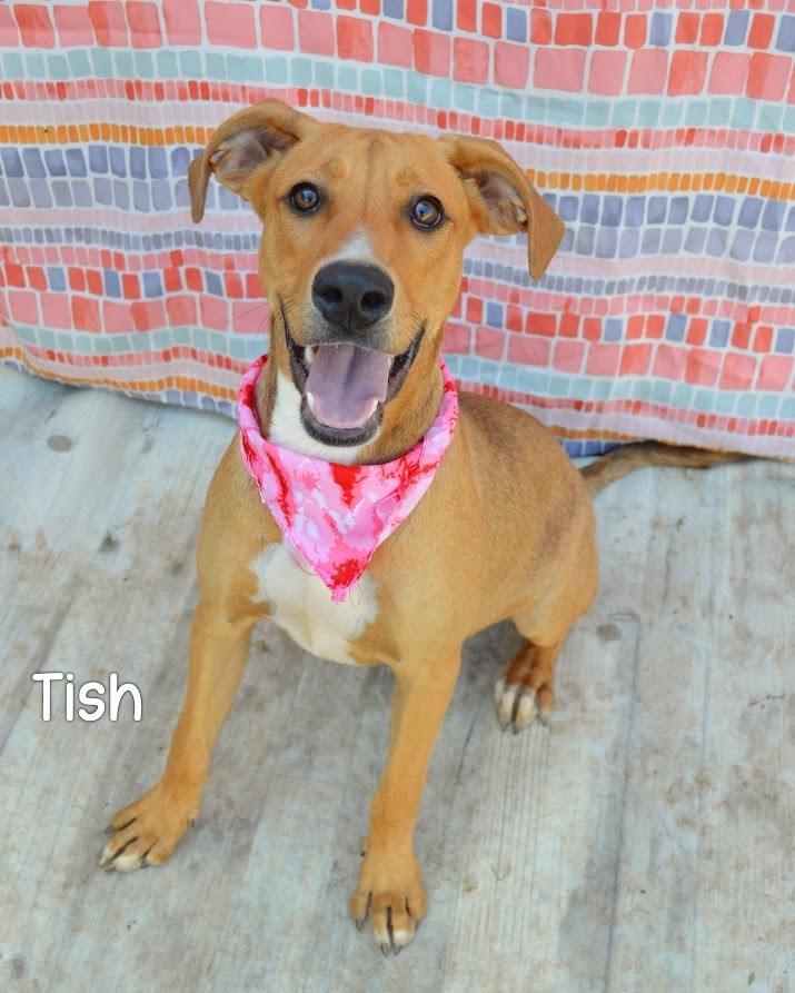 Tish