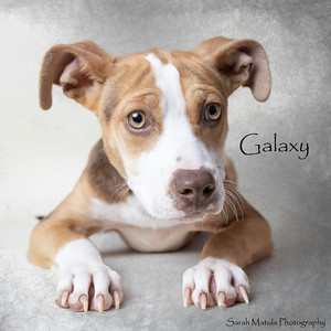 Galaxy