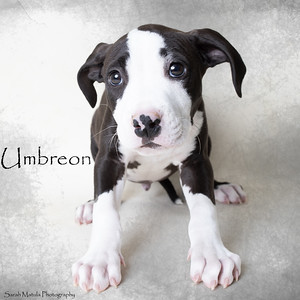 Umbreon