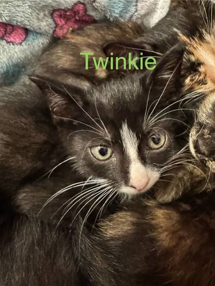 Twinkie