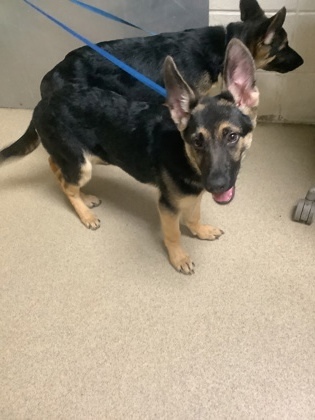 pup 1