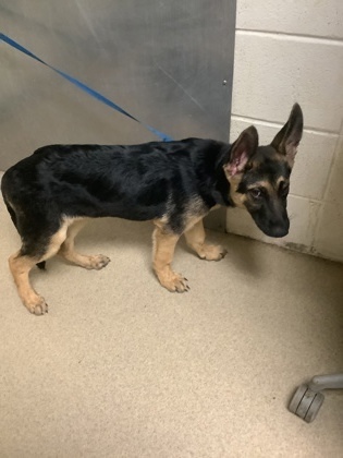 Pup 2