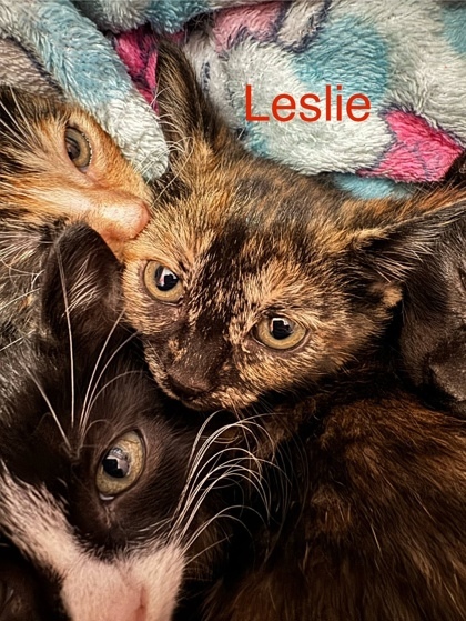Lesly