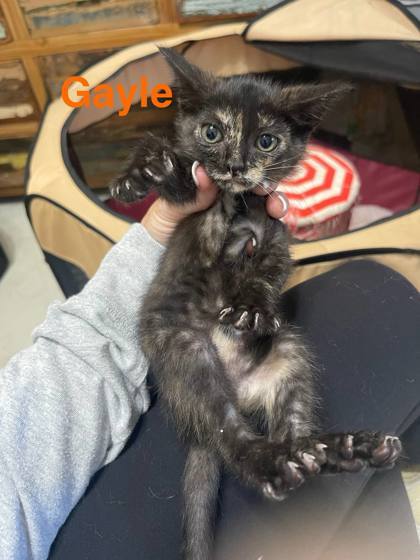 Gayle