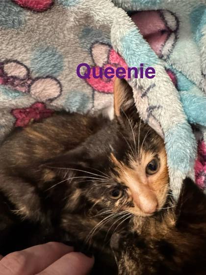 Queenie
