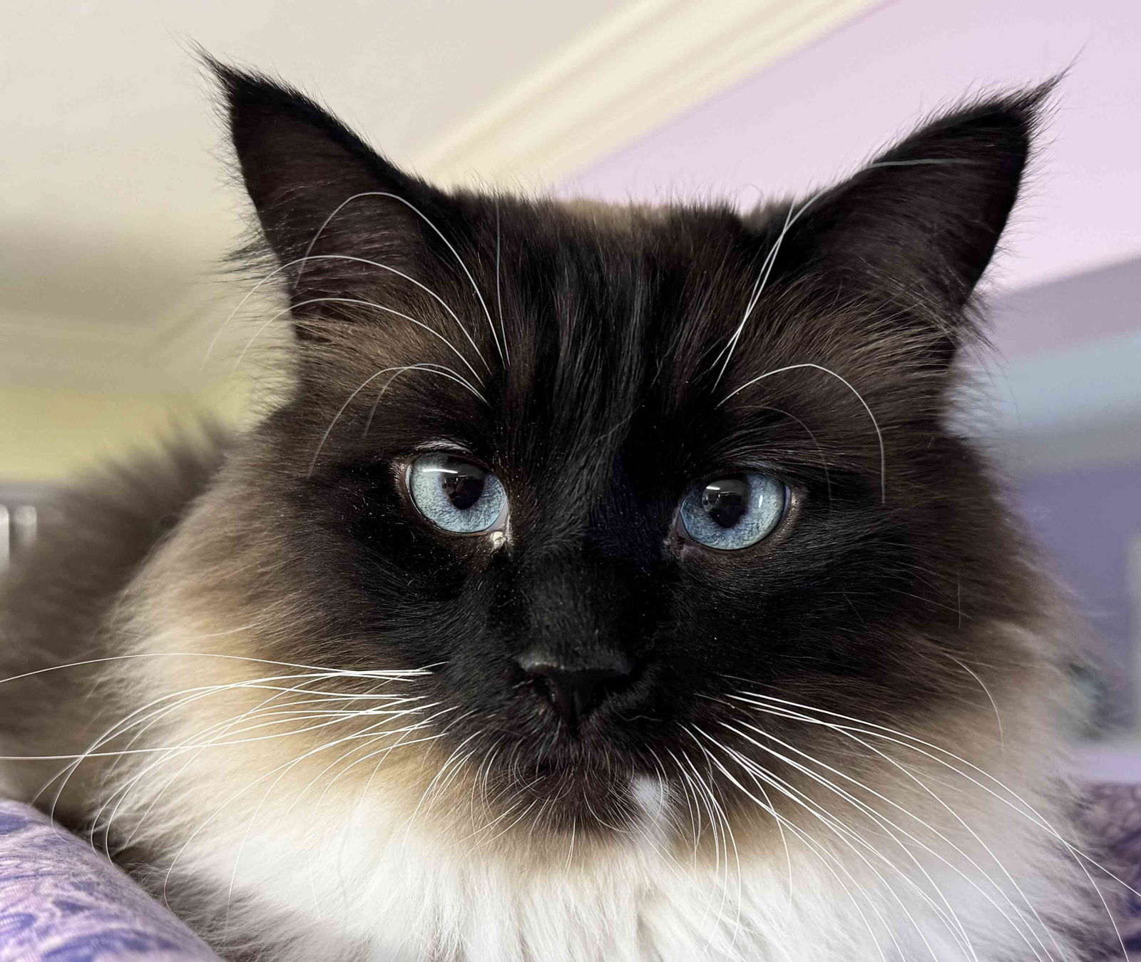 Thurston 6 yrs Rag Doll mix, an adoptable Ragdoll in Sterling, MA, 01564 | Photo Image 1