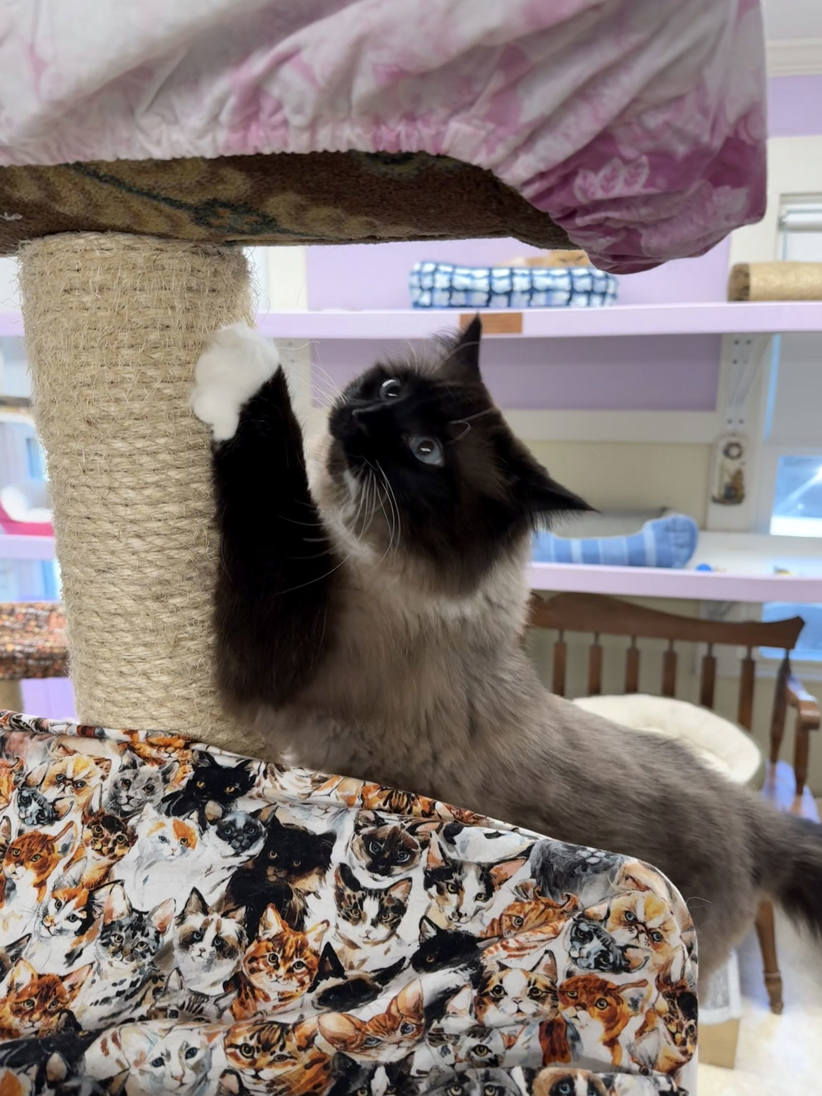 Thurston 6 yrs Rag Doll mix, an adoptable Ragdoll in Sterling, MA, 01564 | Photo Image 2