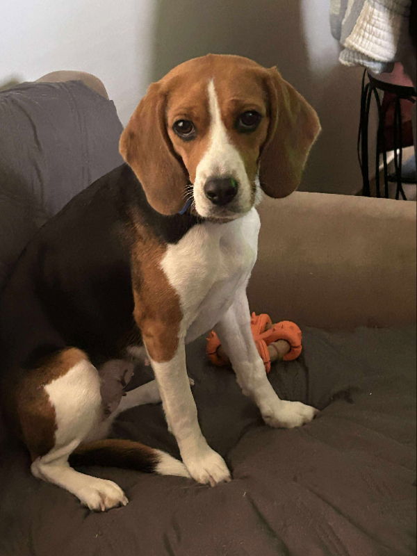 Cassie *Adopt or Foster*