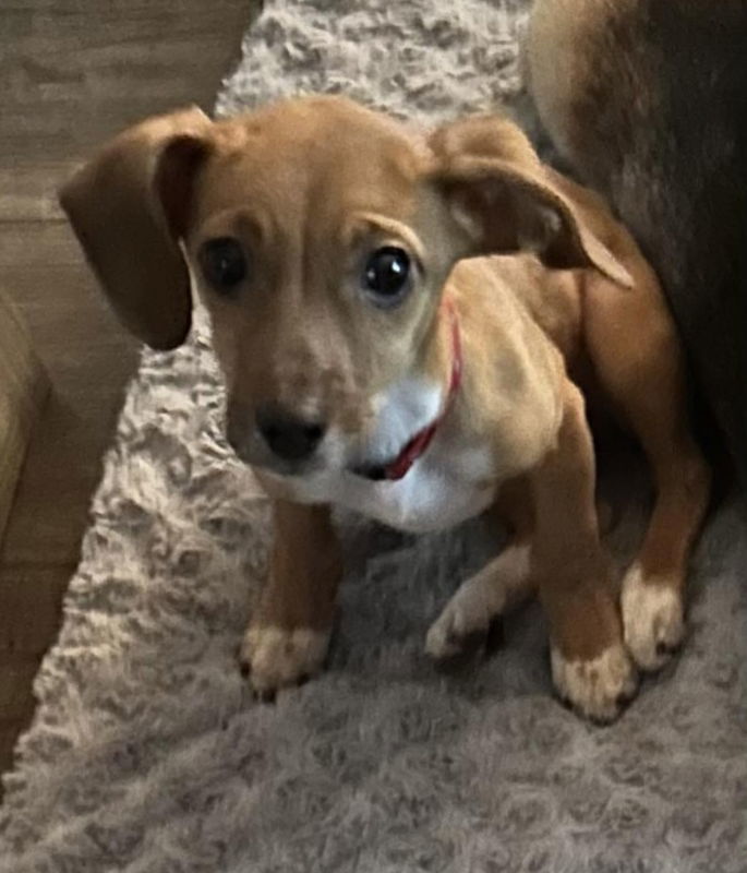 Marley *Adopt or Foster*