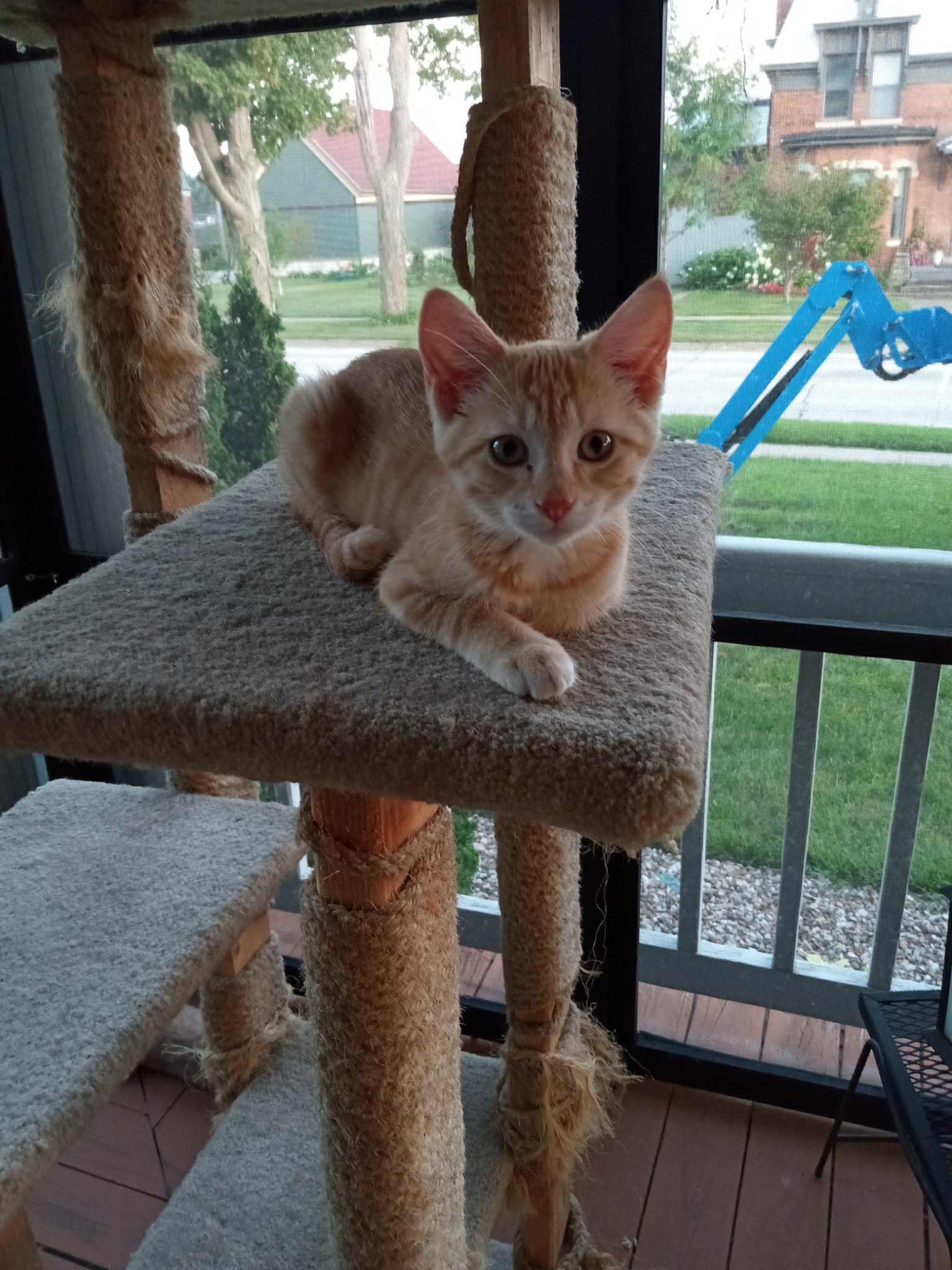 Ali