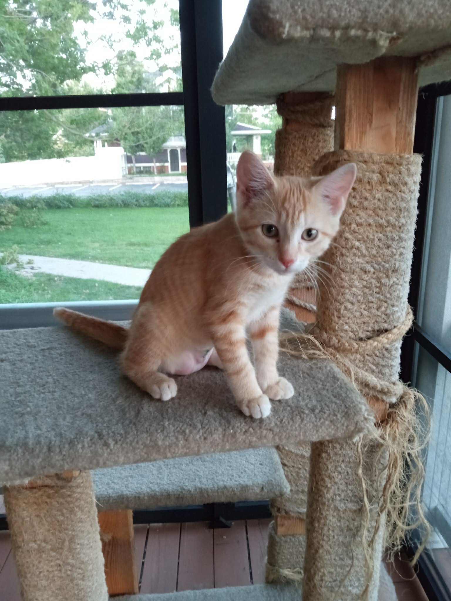 Ali