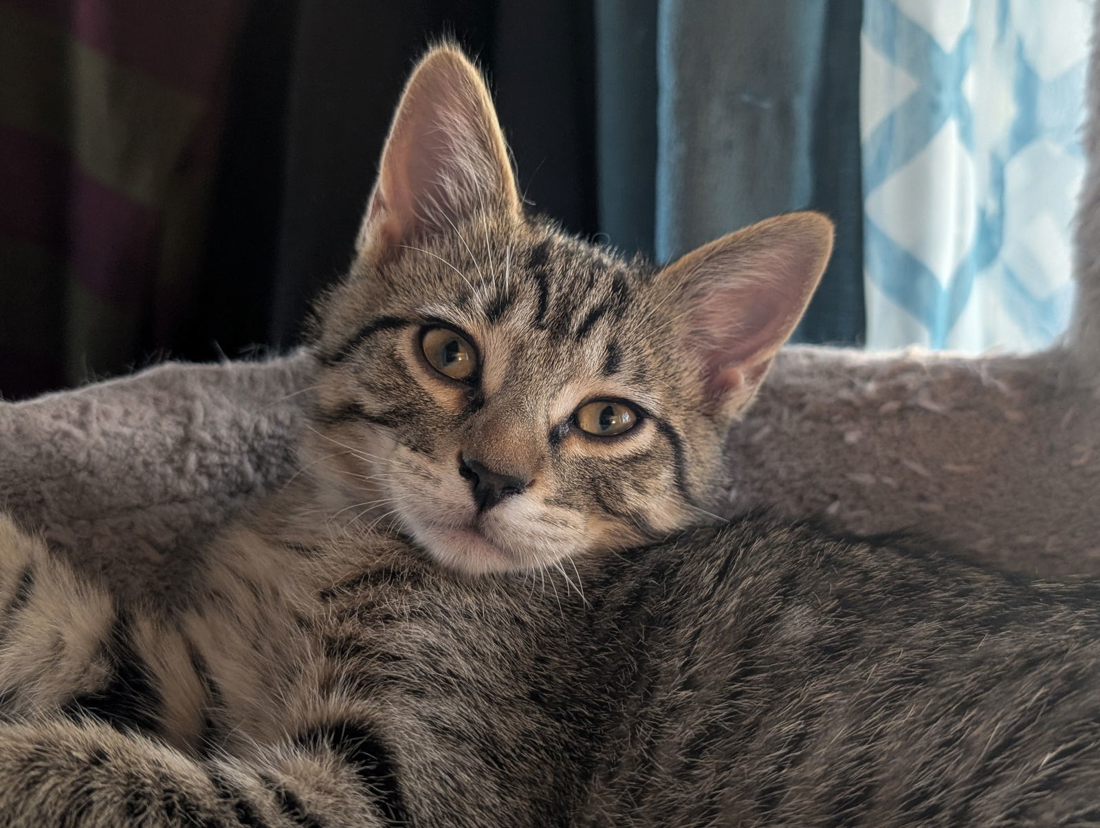 Sprout, an adoptable Domestic Short Hair in Laramie, WY, 82073 | Photo Image 1