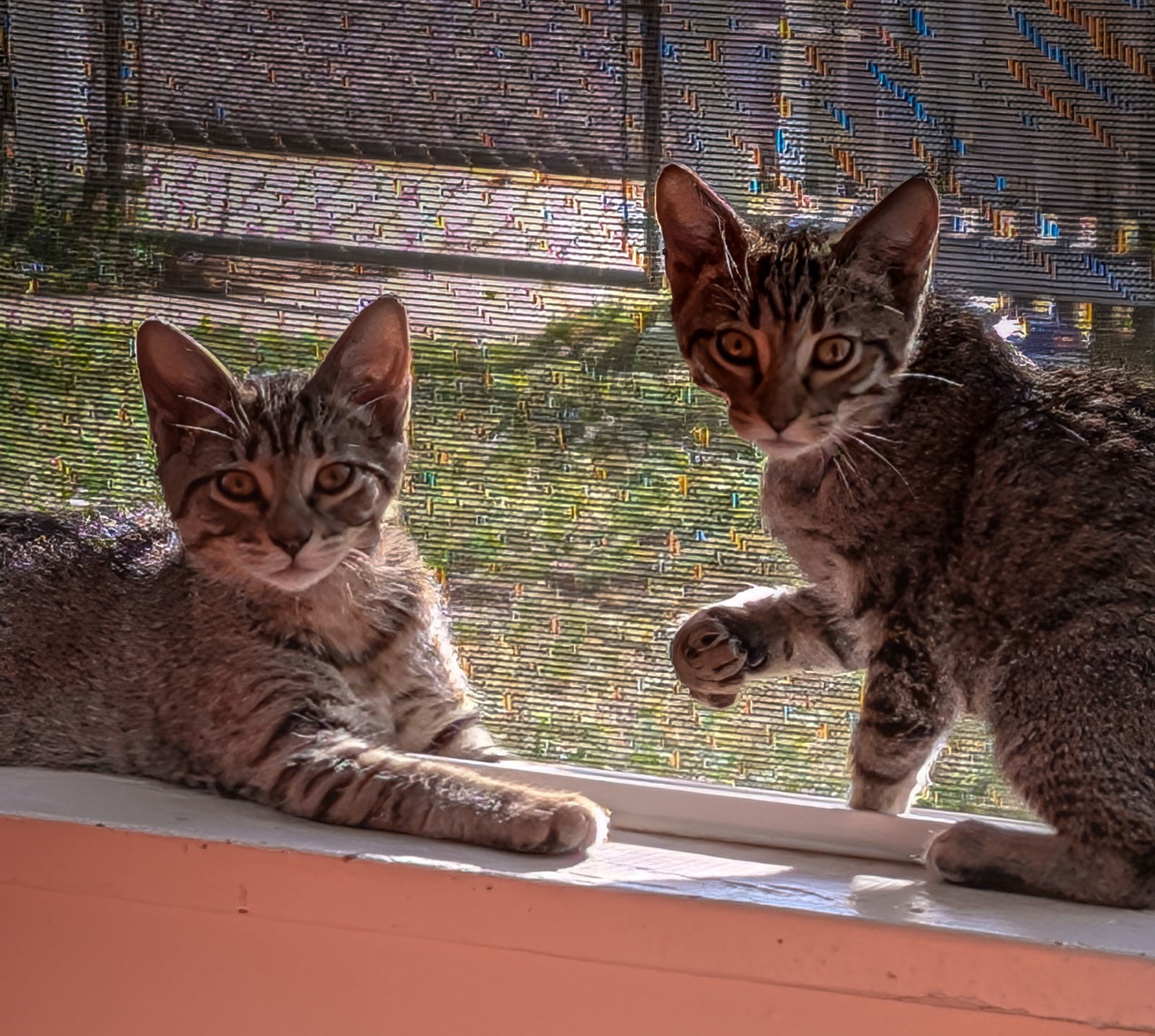 Sprout, an adoptable Domestic Short Hair in Laramie, WY, 82073 | Photo Image 3