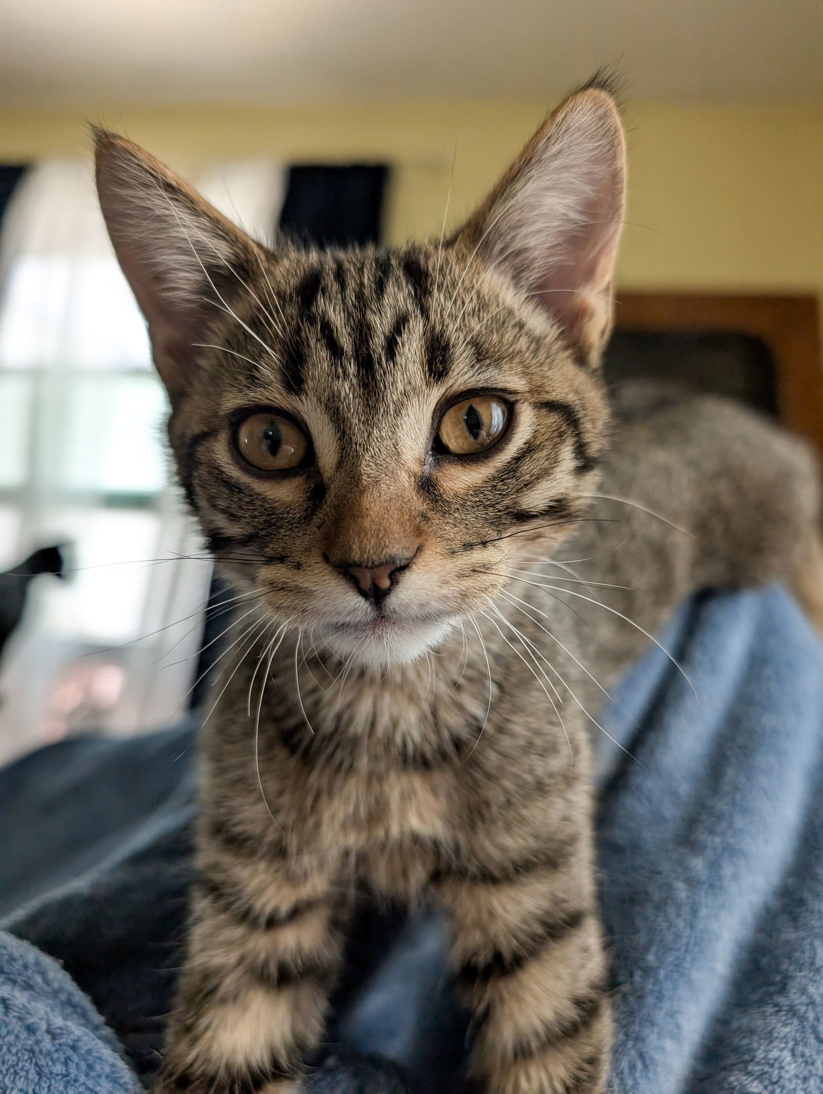 Sprig, an adoptable Domestic Short Hair in Laramie, WY, 82073 | Photo Image 1