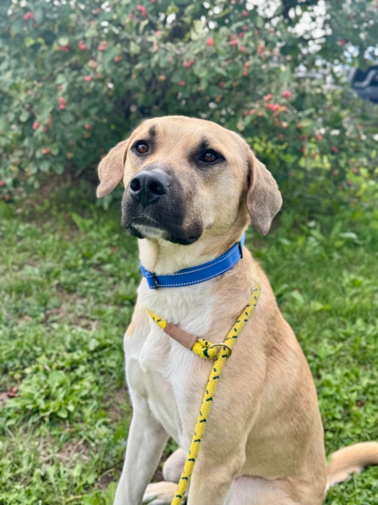 T-Bone, an adoptable Anatolian Shepherd, Mixed Breed in Gillette, WY, 82716 | Photo Image 1