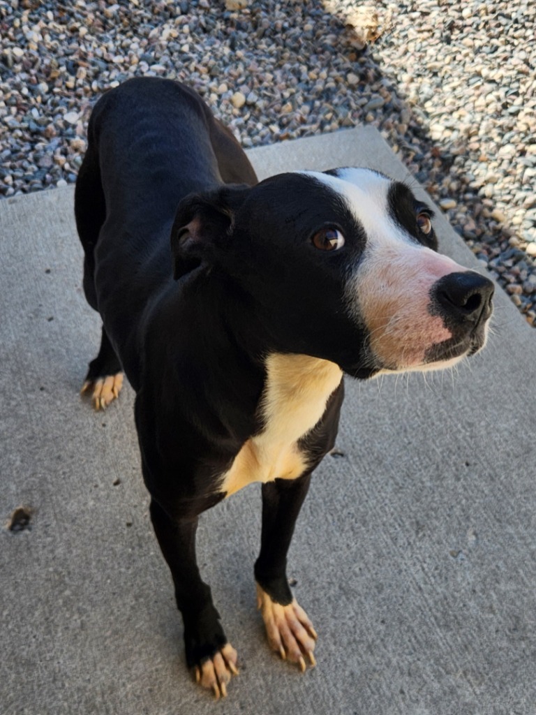 Nova