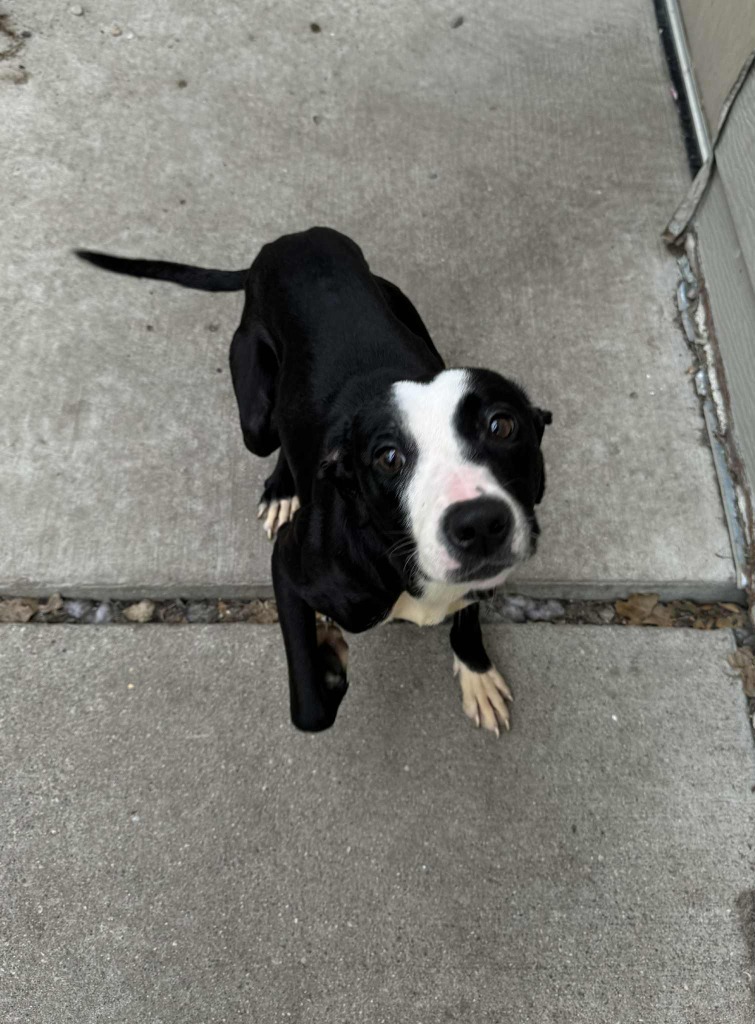 Nova