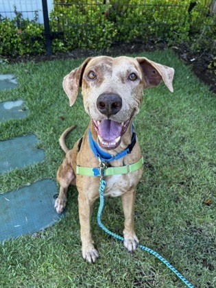 Awa, an adoptable Catahoula Leopard Dog, Mixed Breed in Honolulu, HI, 96826 | Photo Image 1