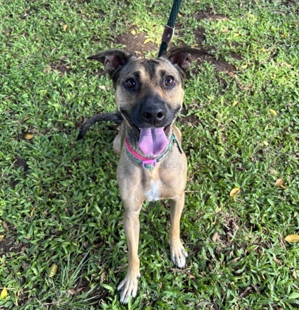 Dancing Queen, an adoptable Terrier, Mixed Breed in Honolulu, HI, 96826 | Photo Image 1
