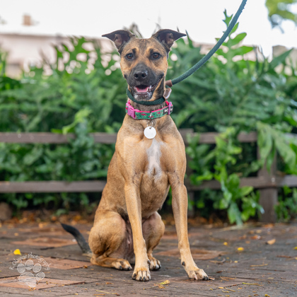 Dancing Queen, an adoptable Terrier, Mixed Breed in Honolulu, HI, 96826 | Photo Image 1