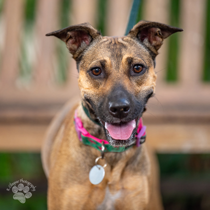Dancing Queen, an adoptable Terrier, Mixed Breed in Honolulu, HI, 96826 | Photo Image 2
