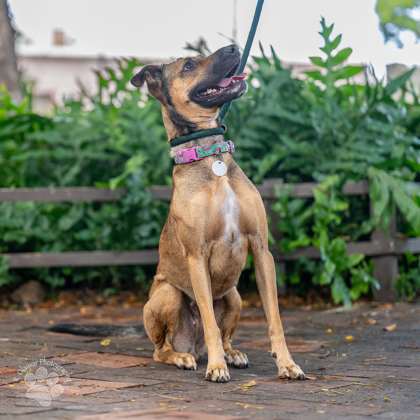 Dancing Queen, an adoptable Terrier, Mixed Breed in Honolulu, HI, 96826 | Photo Image 3
