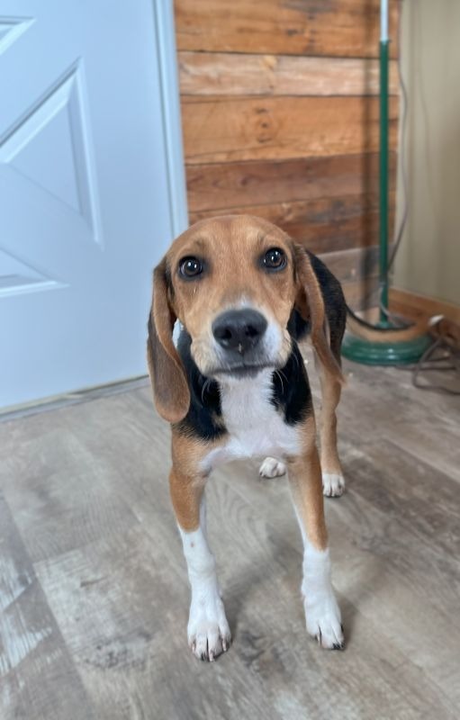 Cooper