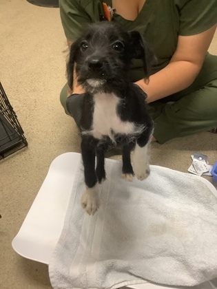 Pup 1