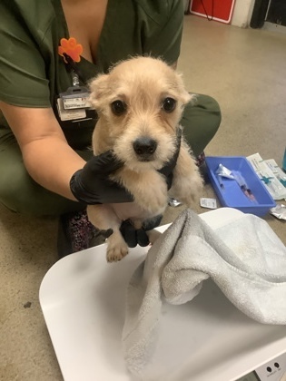 Pup 4