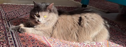 Cece
