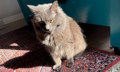 Cece