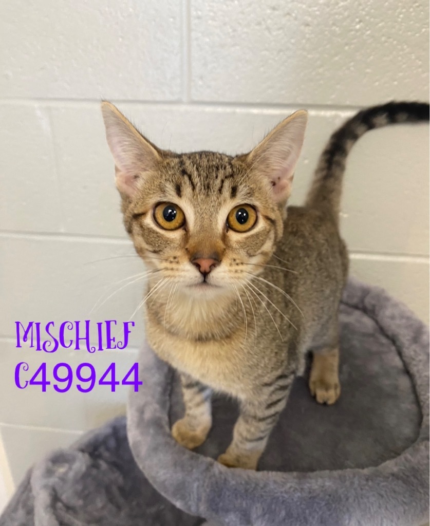 Mischief