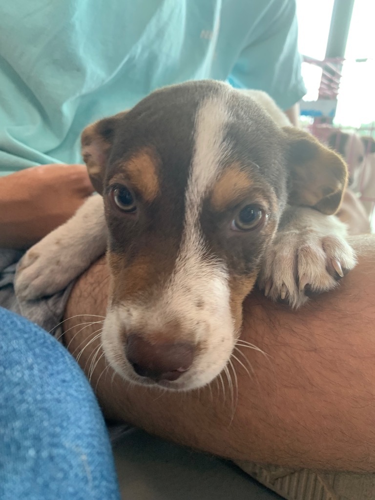 Chunk (Fritz x 7)