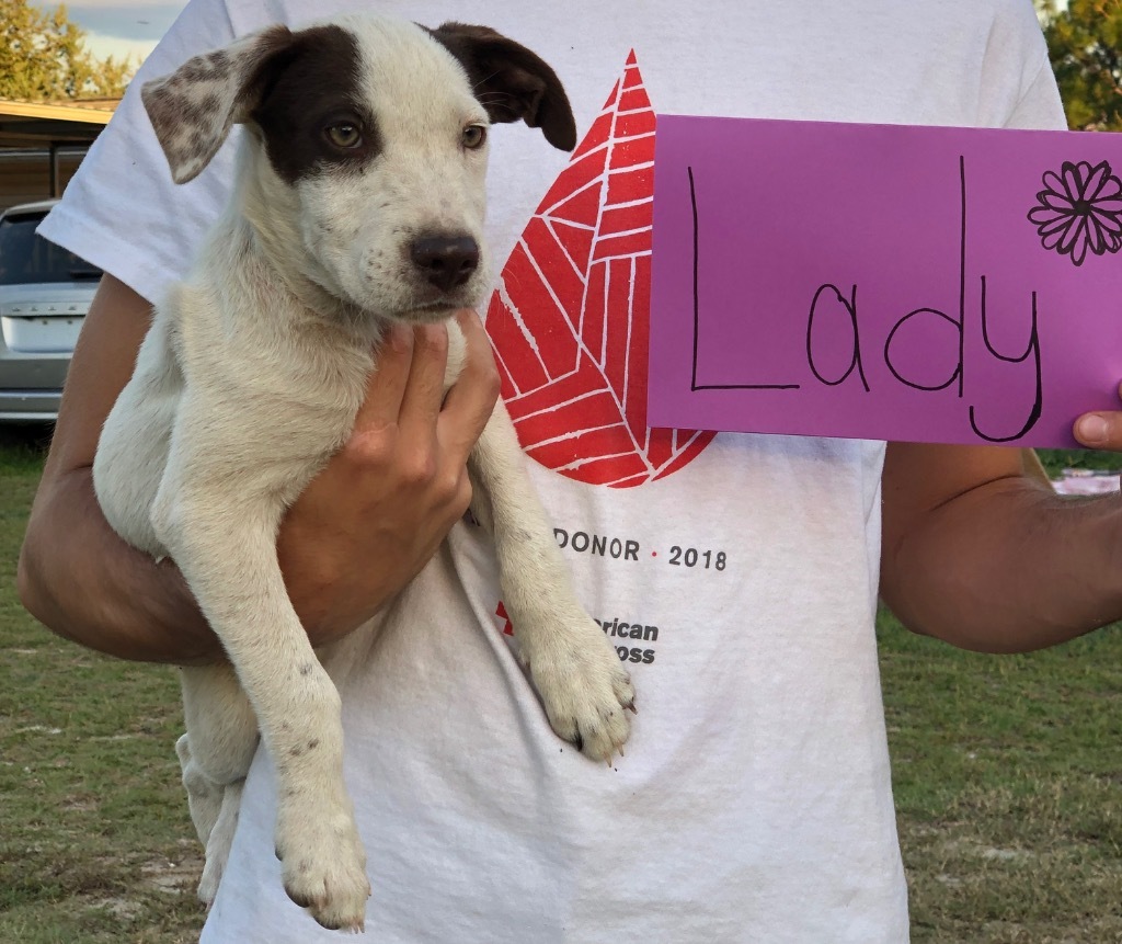 Lady (Fritz x 7)