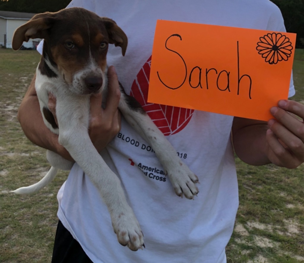 Sarah (Fritz x 7)