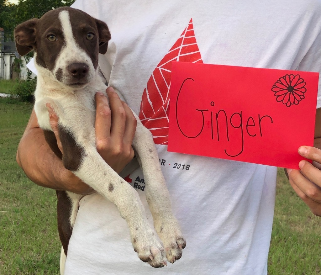 Ginger (Fritz x 7)