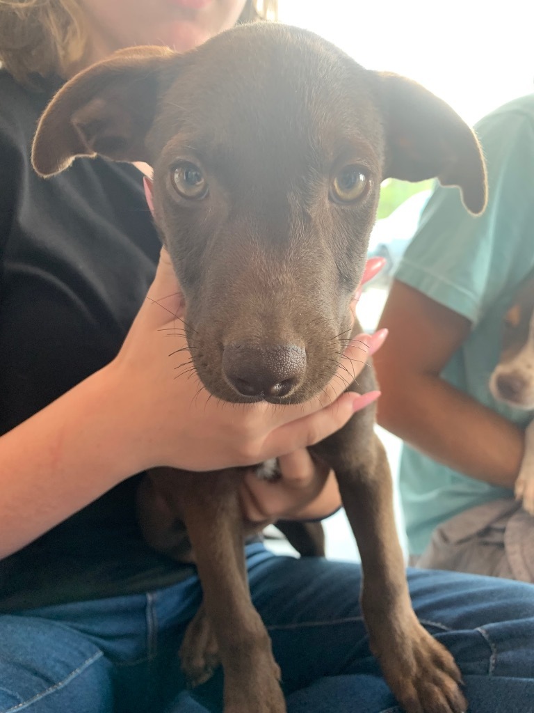 Peanut (Fritz x 7)
