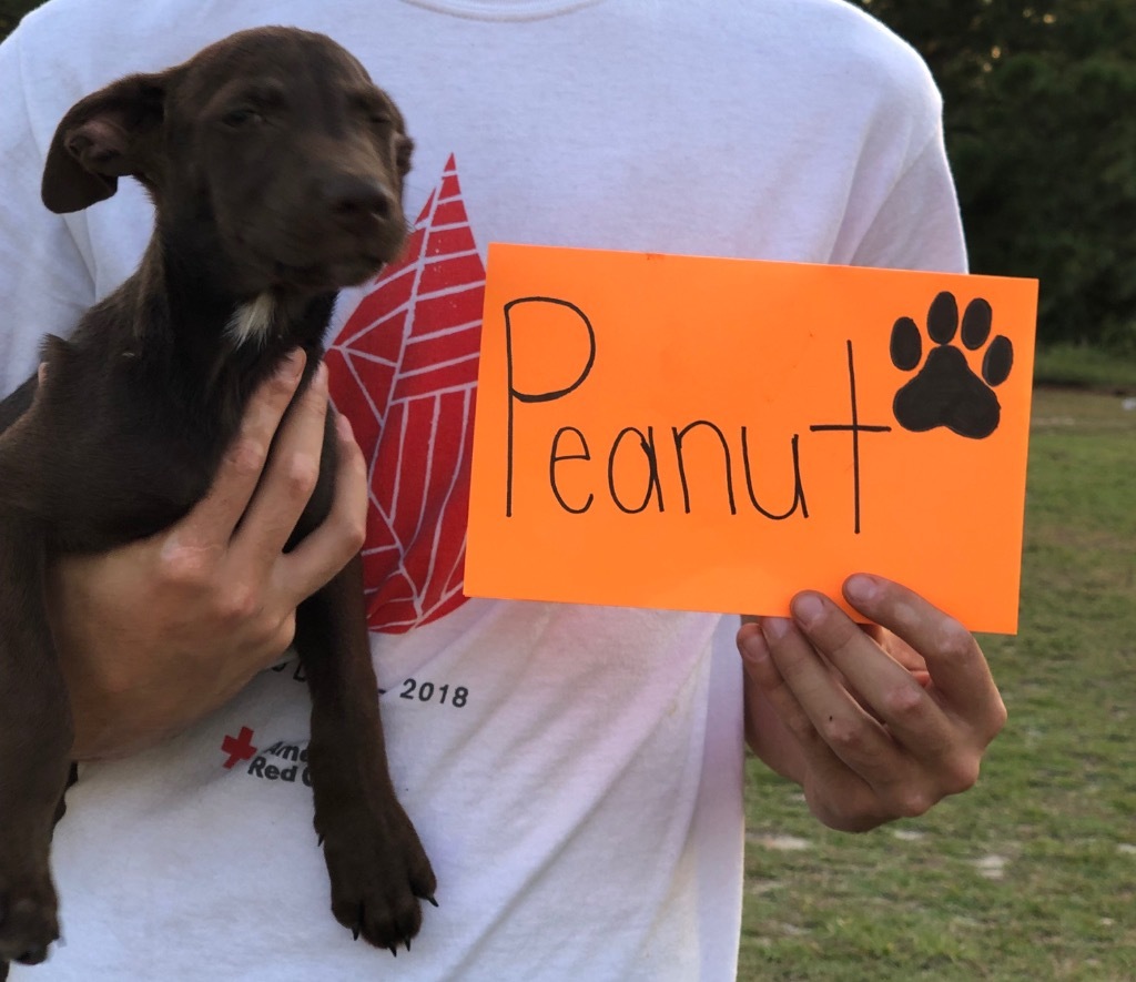 Peanut (Fritz x 7)