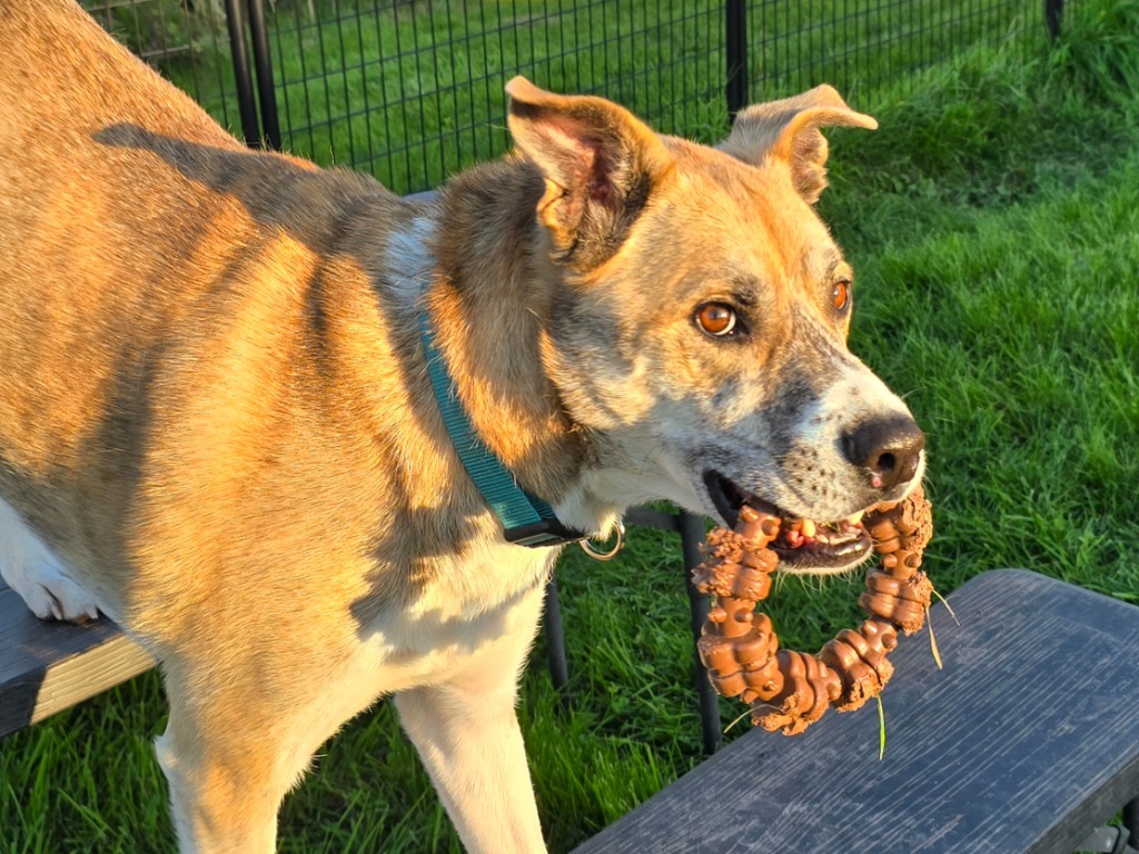W3 Duck, an adoptable Staffordshire Bull Terrier in Ashland, WI, 54806 | Photo Image 1