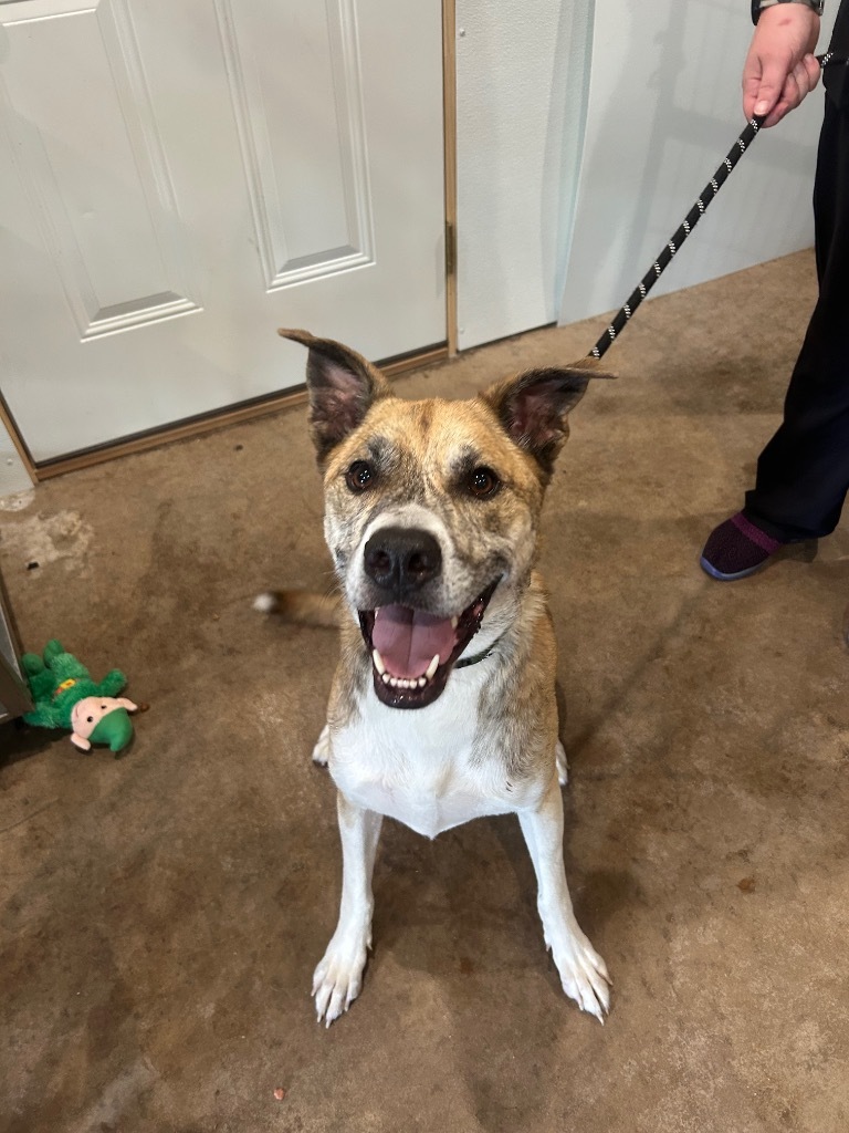 W3 Duck, an adoptable Staffordshire Bull Terrier in Ashland, WI, 54806 | Photo Image 2