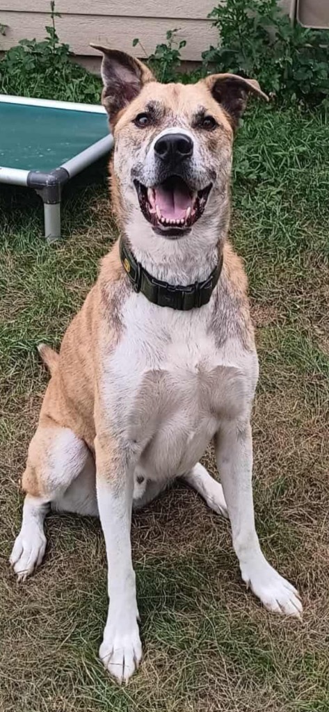 W3 Duck, an adoptable Staffordshire Bull Terrier in Ashland, WI, 54806 | Photo Image 3