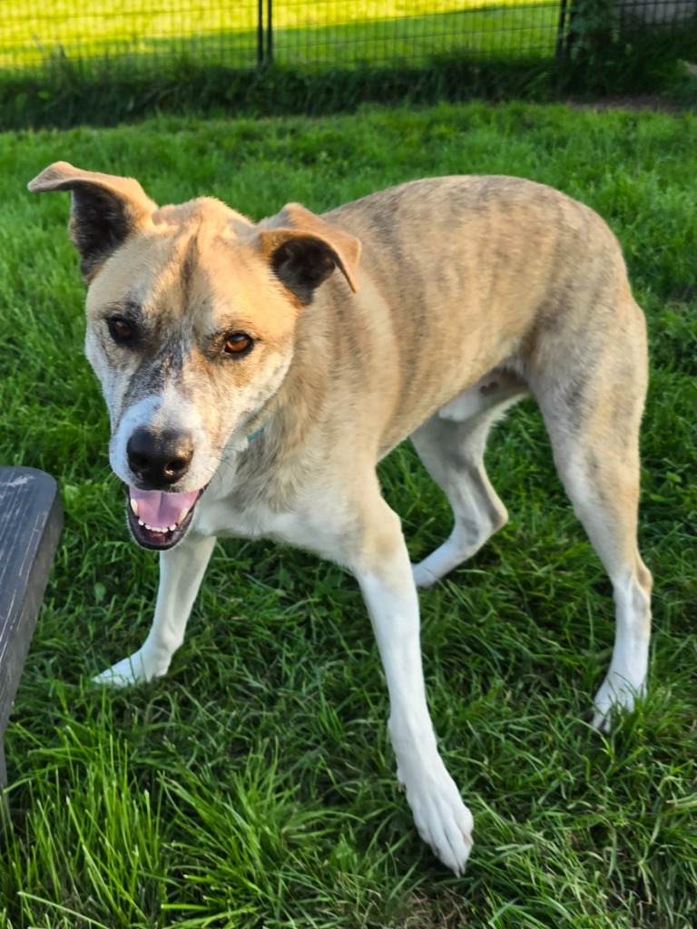 W3 Duck, an adoptable Staffordshire Bull Terrier in Ashland, WI, 54806 | Photo Image 4