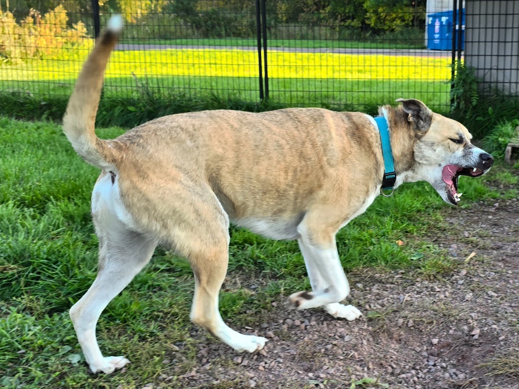 W3 Duck, an adoptable Staffordshire Bull Terrier in Ashland, WI, 54806 | Photo Image 5