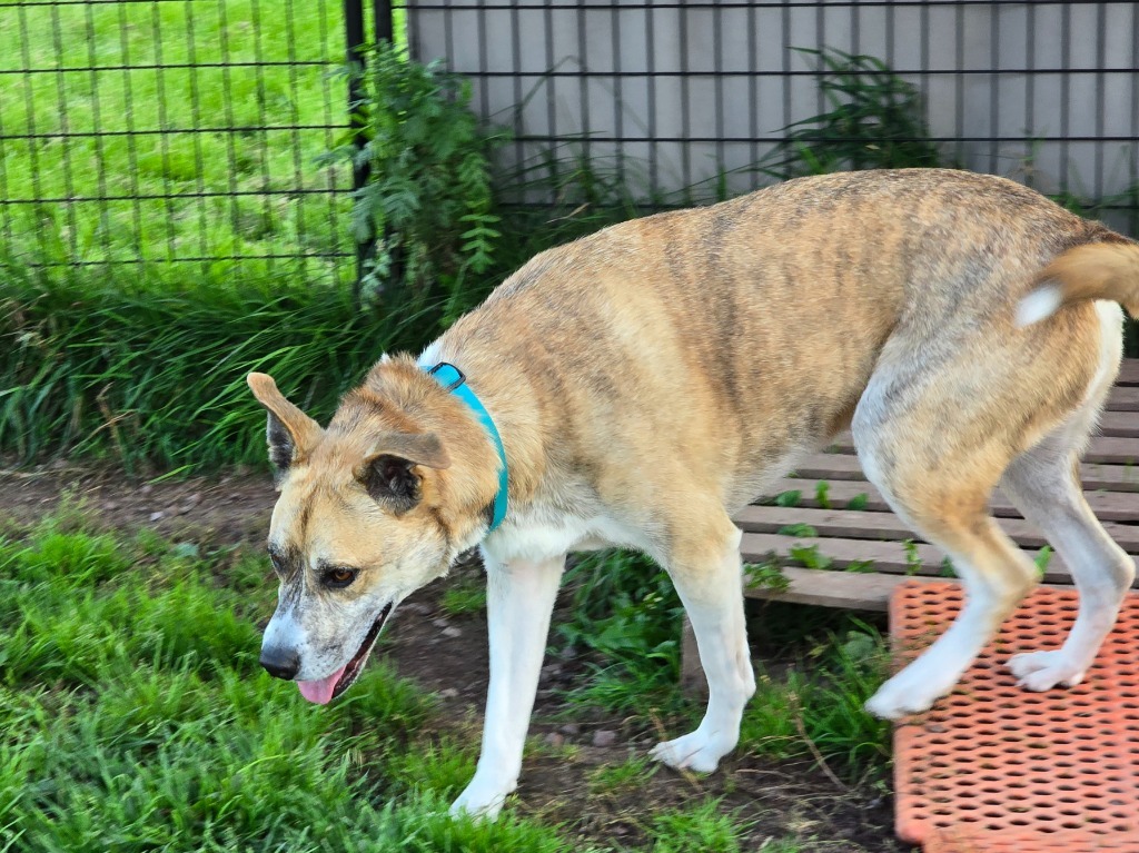W3 Duck, an adoptable Staffordshire Bull Terrier in Ashland, WI, 54806 | Photo Image 6