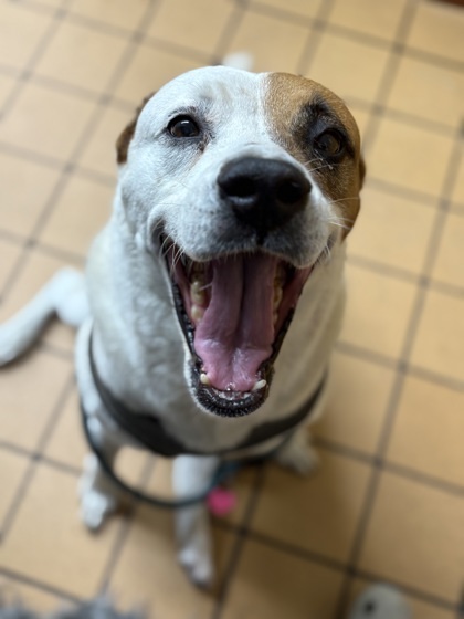 Bonnie
